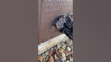 One of the most common entry points for rodents around the home