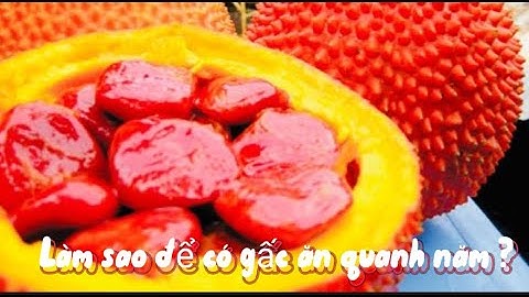 Cách bảo quản gấc được lâu, có gấc ăn quanh năm ẨM THỰC HOMEMADE