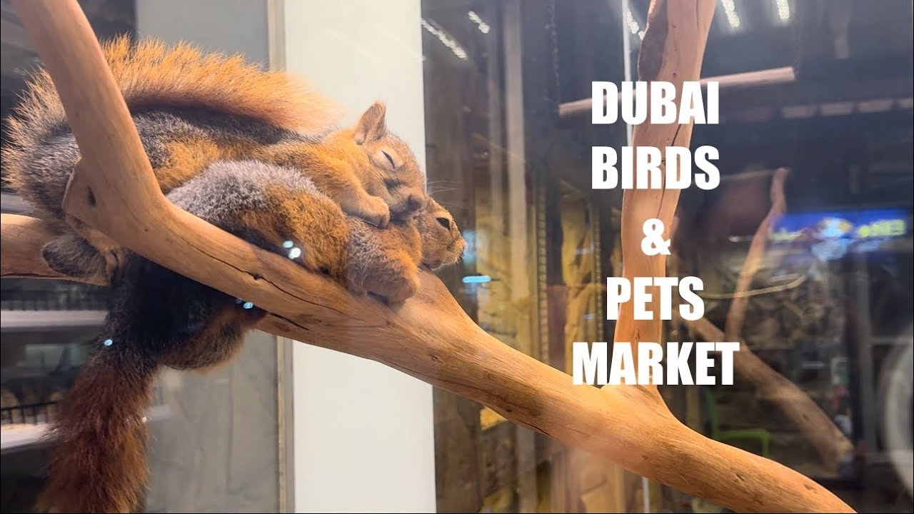 Dubai Birds & Pets Market | Largest Pet Market in Dubai | Al Warsan Pet