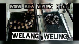 WELANG WELING | DAN WELING HITAM | BANDED KRAIT AND BLACK KRAIT SNAKE