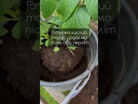 Посадка широколистої гортензії.