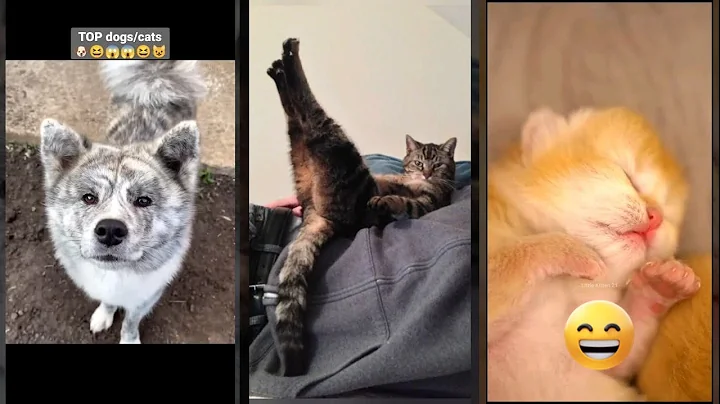 Video 11224781: dog cat talking, funny dog cat talking, kitten meowing, funniest cats, funny cat live, game talking