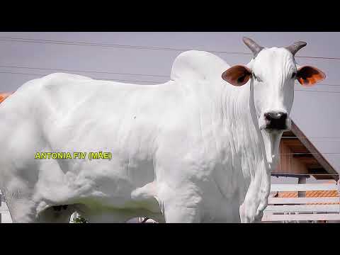 LOTE 09   BALUARTE FIV GDA   NGDA 82 zap