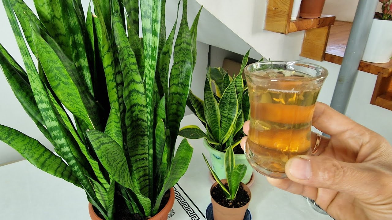 BİTKİLERİ ÇILGINCA COŞTURAN İKİ KARŞIM 😉 BUNU YAPIN BOL BOL YAPRAKLASIN