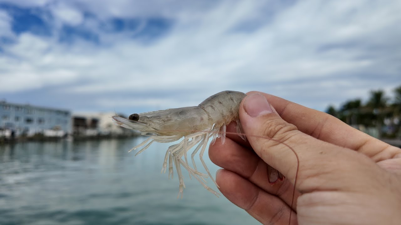 Easiest Way To Catch Saltwater Fish