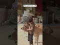 The golden era 😭❤️ #2k25 #qurbani2k25 #cowmandi #vlogs