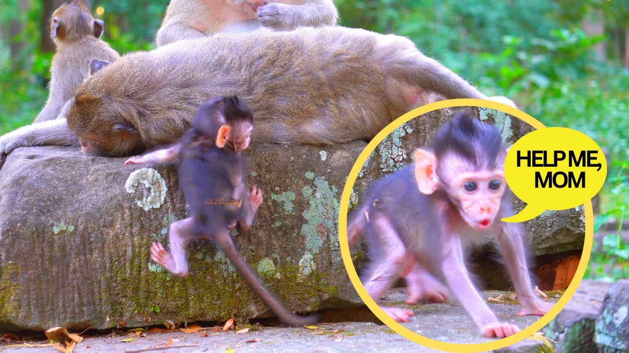 Help Me Monkey This Baby Monkey Seeking Mom For Help and See How Monkey Mom Responds ...