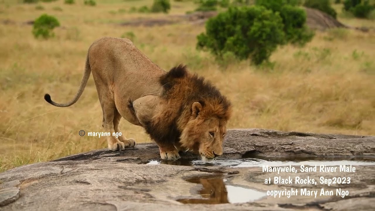 Manywele, Sand River male, partner to Oloiborr, Maasai Mara lions