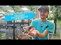 Cedar Puppies & Reptile Store Blue Tounged Skink St George Las Vegas  (1)