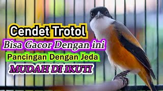 CENDET TROTOL BISA GACOR DENGAN PANCINGAN CENDET SUARA JEDA MUDAH DIIKUTI, MASTERAN CENDET MEWAH