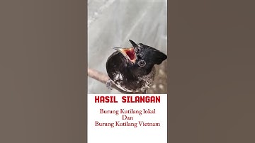 burung kutilang langka #kutilangisiankacer #kutilang #kutilanggacor #burung #kicaumania #birds