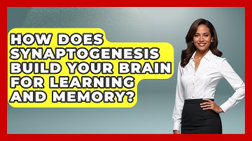How Does Synaptogenesis Build Your Brain For Learning And Memory? - Brain Development Hub