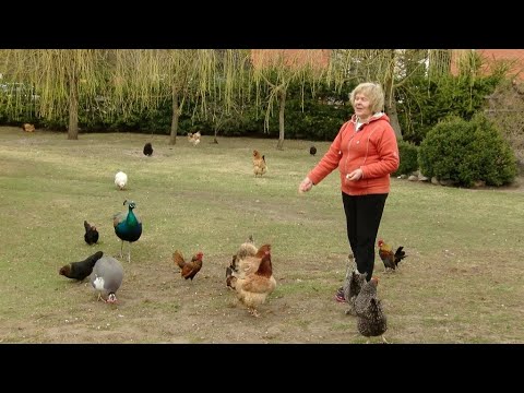 Video: Ar višta gali duoti kiaušinius be gaidžio?