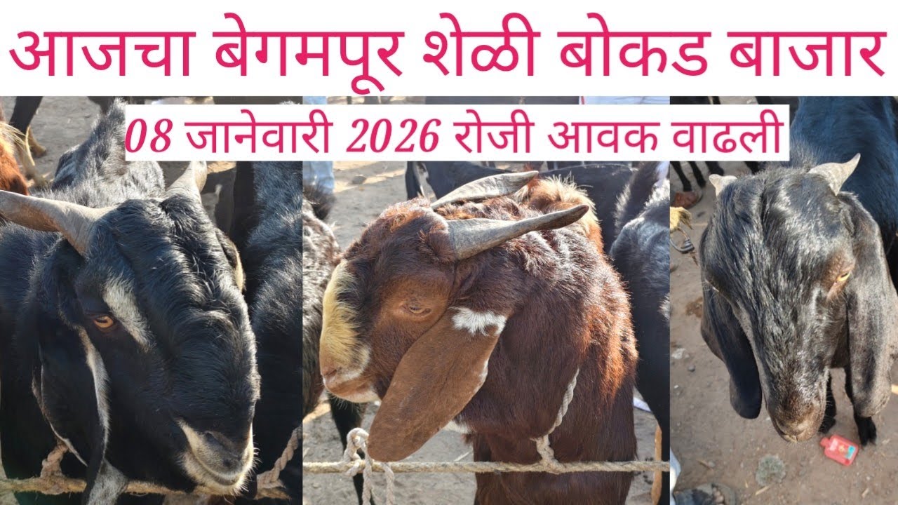 🛑 आजचा बेगमपूर शेळी बोकड बाजार 8 जानेवारी रोजी शेळी बोकड बाजारामध्ये आवक वाढली 🛑