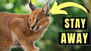 7 Reasons Caracal Cats Are Too Much For Most People by CATS NOW 688 views 5 months ago 5 minutes, 22 seconds