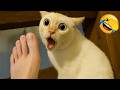 Funniest Cats 2026 😹 Try Not To Laugh Ultimate Mega Compilation