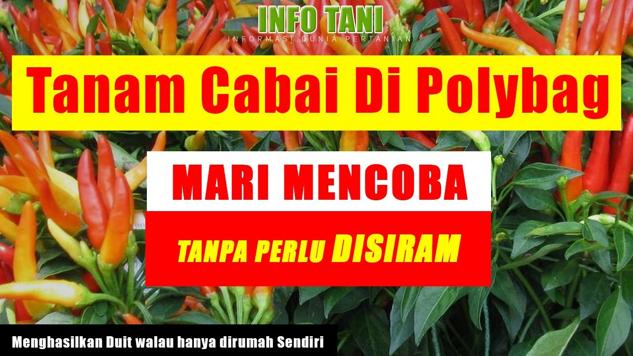 Cara Menanam Cabe di Polybag | Mudah & Hemat - Info Tani 