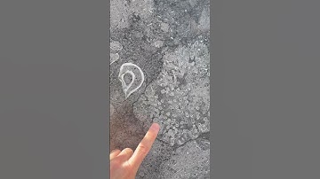 Brachiopods and corals!