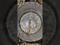 Tiny Ant Warriors 🐜 Epic Survival Fight You Won’t Believe! #shorts #nature #antfight