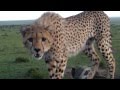 Cheetah falls in car! Masai Mara, Kenya, Safari