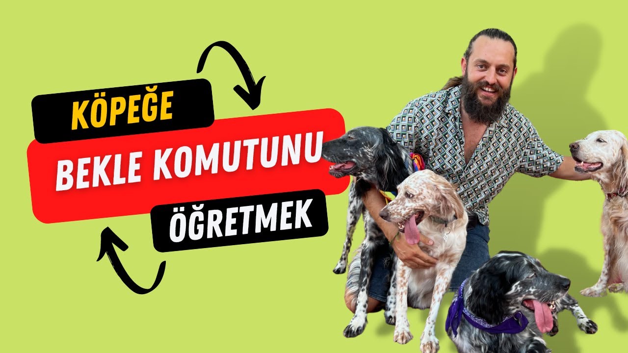 Köpeklere Bekle Komutu Nasıl Öğretilir? - Köpek Eğitimi Videoları