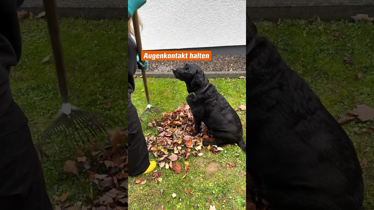 Hund als Gartenhelfer! 🐶