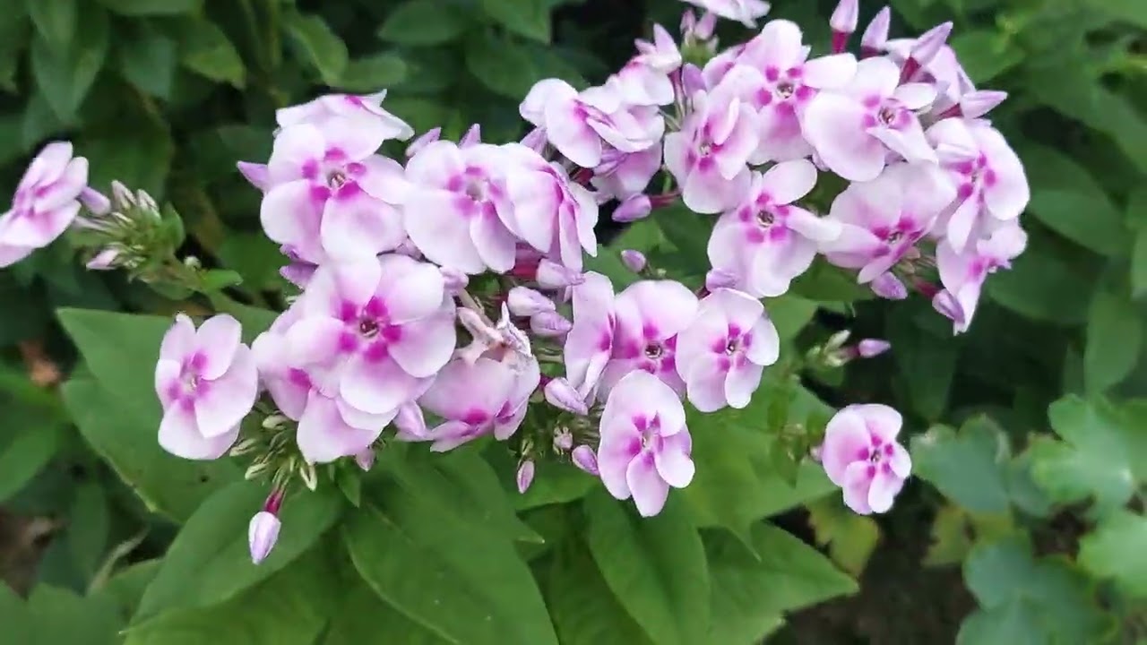 Вечерний обзорчик участка наших родителей 🏡❤️