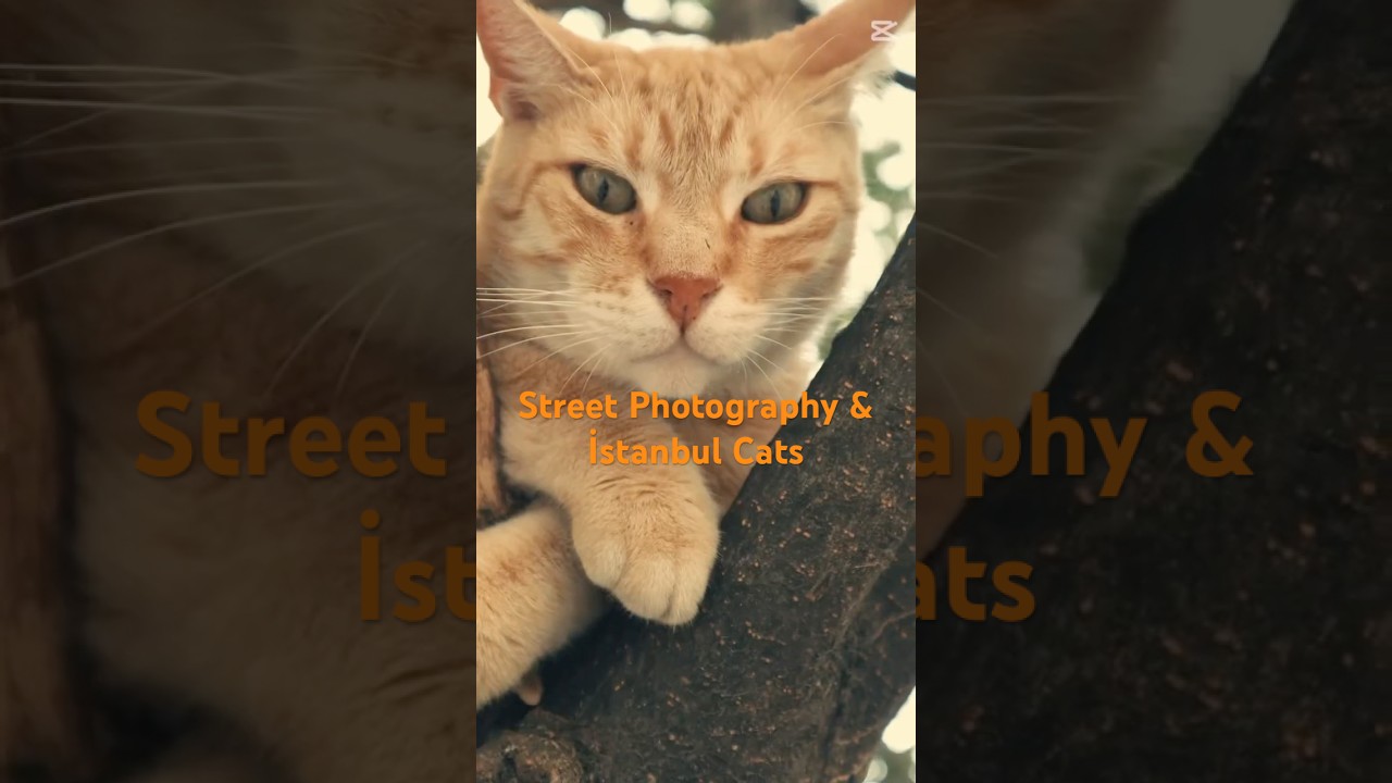 This City Has a Secret Cat Life!