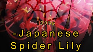 Japanese Spider Lily