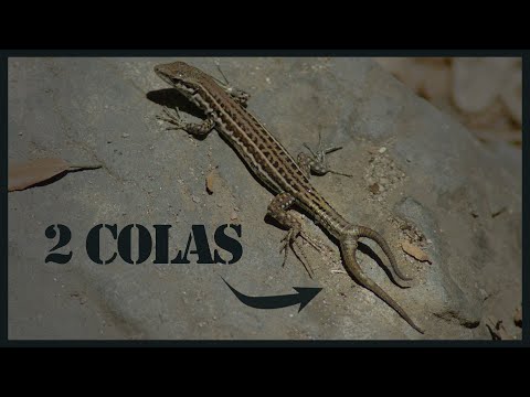 Video: ¿Cómo las lagartijas regeneran sus colas?