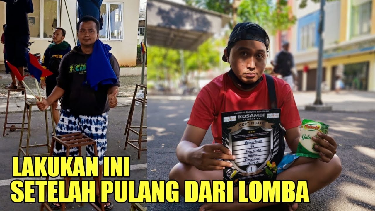 perawatan murai batu setelah pulang lomba