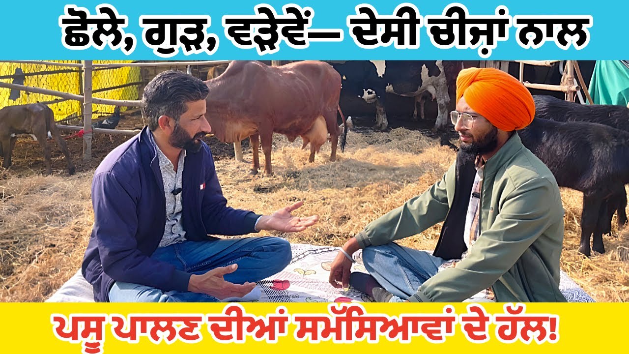 ਦੁੱਧ ਅਤੇ ਫੈਂਟ ਵਧਾਉਣ ਦਾ ਫ਼ਾਰਮੂਲਾ||ਨਸਲ ਸੁਧਾਰ ਲਈ ਝੋਟੇ ਦੀ ਚੋਣ||ਮਿਨਰਲ ਮਿਕਸਚਰ ਦੀ ਮਹੱਤਤਾ||