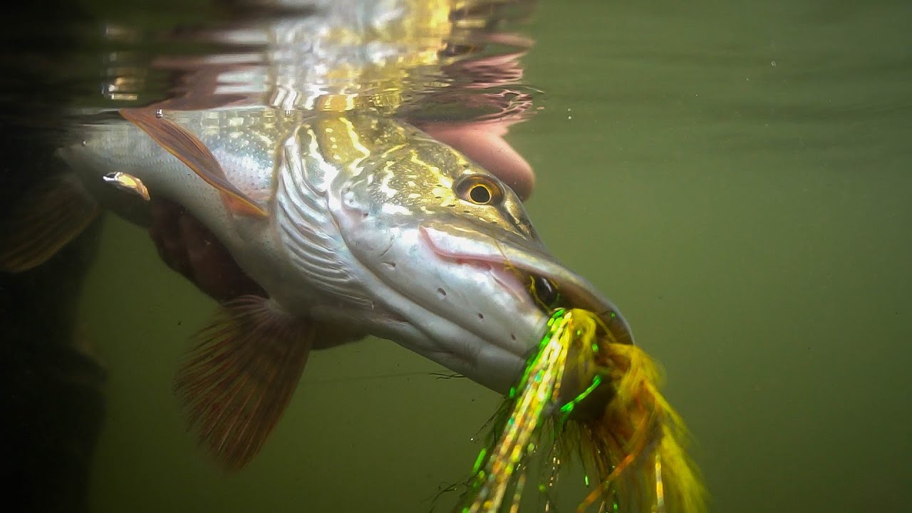 ESOX LUCIUS - Fly Fishing for Pike in the Western United States