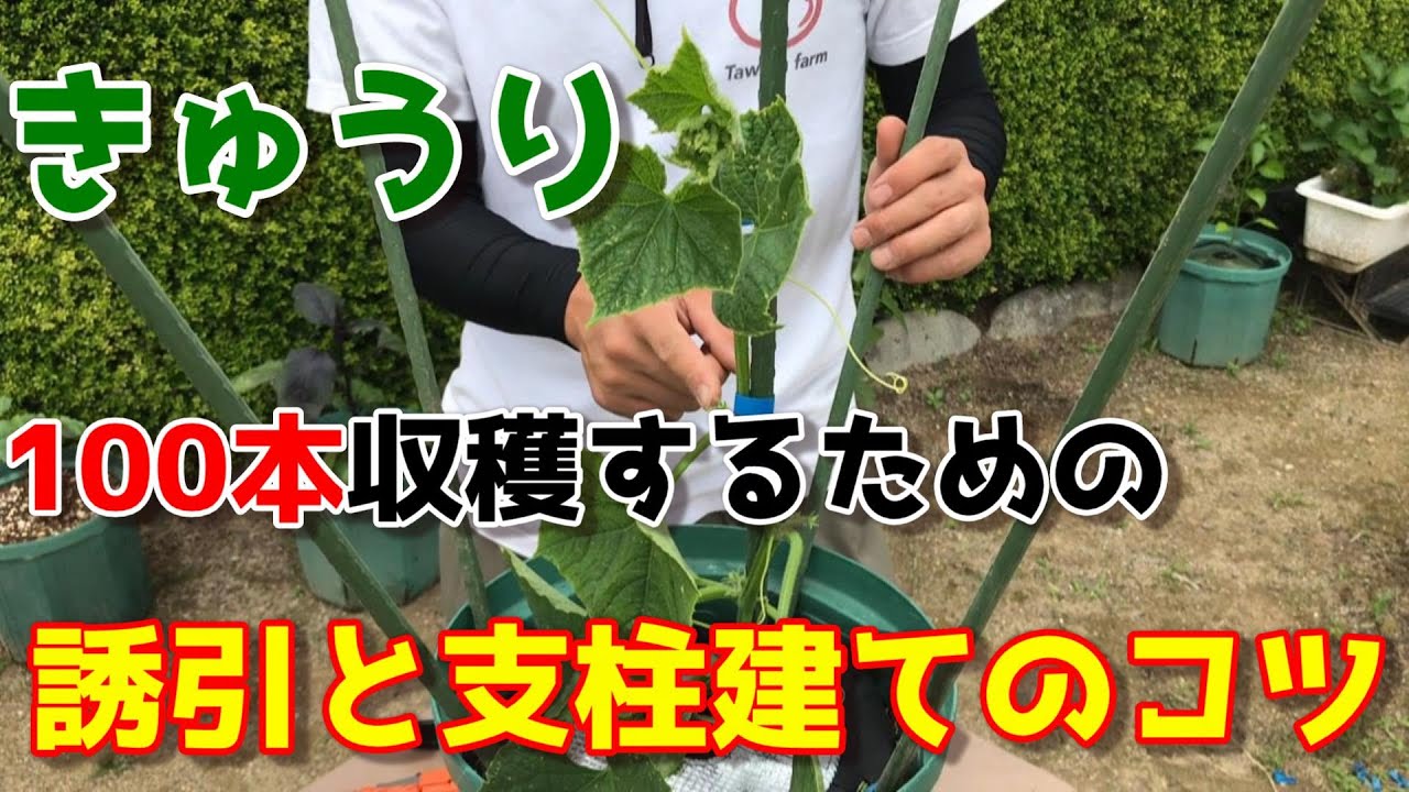 【きゅうり】このやり方でプランターでも失敗せず大量に収穫ができます。　【家庭菜園】