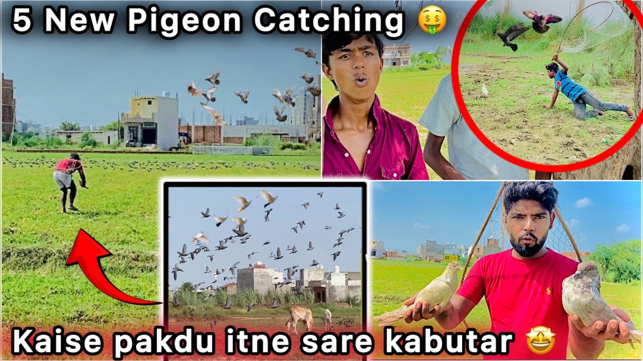Khet 🌾se Pakdne lge Panch Safed kabutar 🤑 || Kayi Ghante Lge pakdne main 🤩