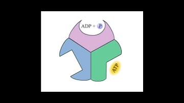 ATP synthase