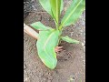 Banana Banana Planting