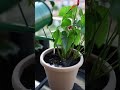 Cette méthode garantit un anthurium en pleine forme