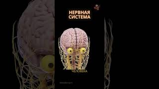 Нервная система человека