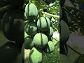 #9066561202 #microbi #drsoil #biofertilizer #papaya