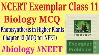 Photosynthesis in higher plants class 11 ncert exemplar mcq for neet exam