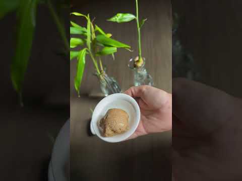 زراعة الزنجبيل اشتراك بالقناة ولايكات وتفعيل الجرس اكسبلور ترندات زراعة الزنجبيل