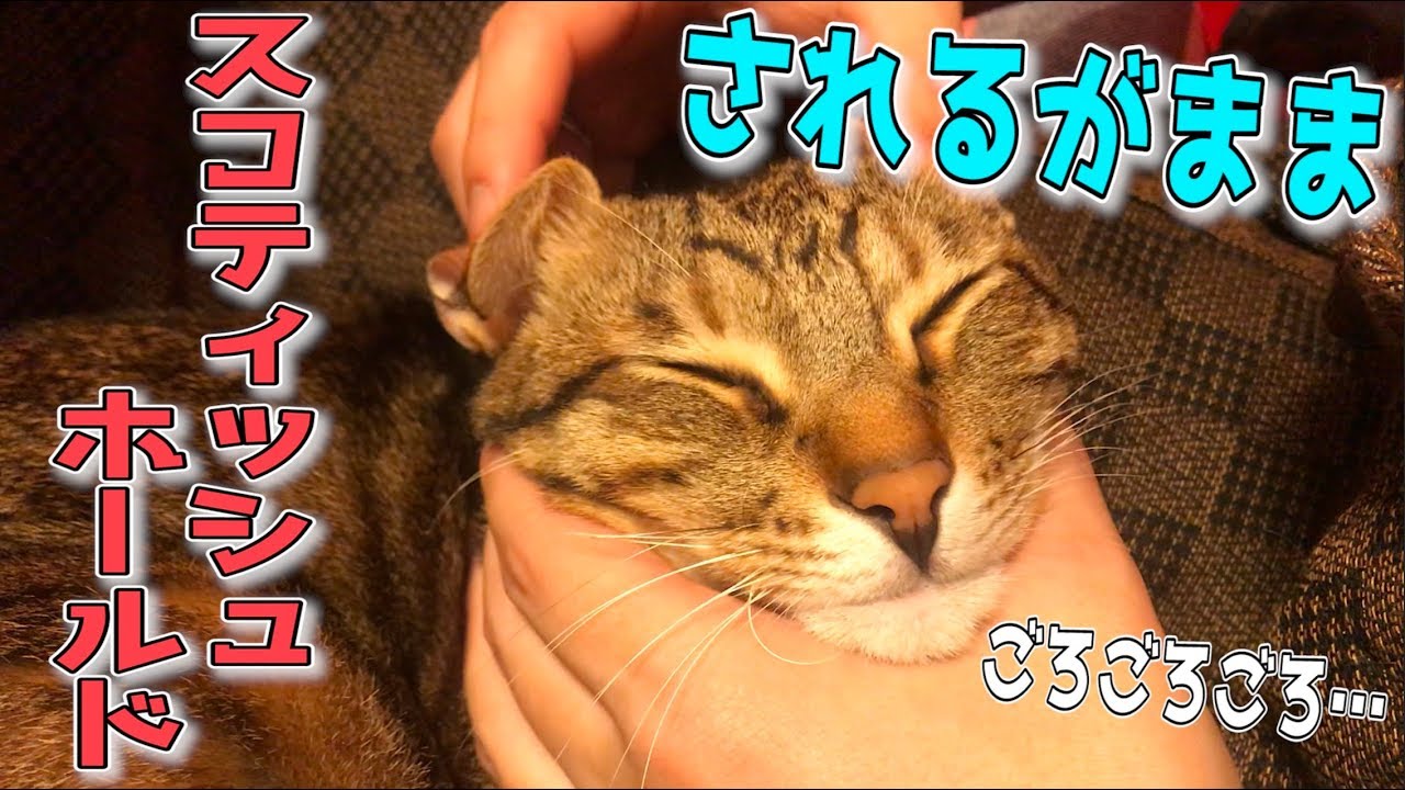 This cat just lets his owner do whatever he wants, it's too cute