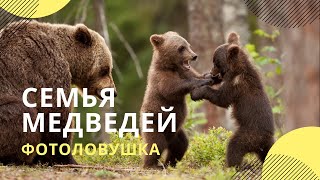 Лесной воспитатель: мама-медведица вывела двойняшек на прогулку по брянскому лесу