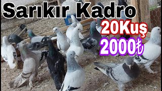 Oyunlu Sarıkır Kadro. 20Kuş - 2000Puan