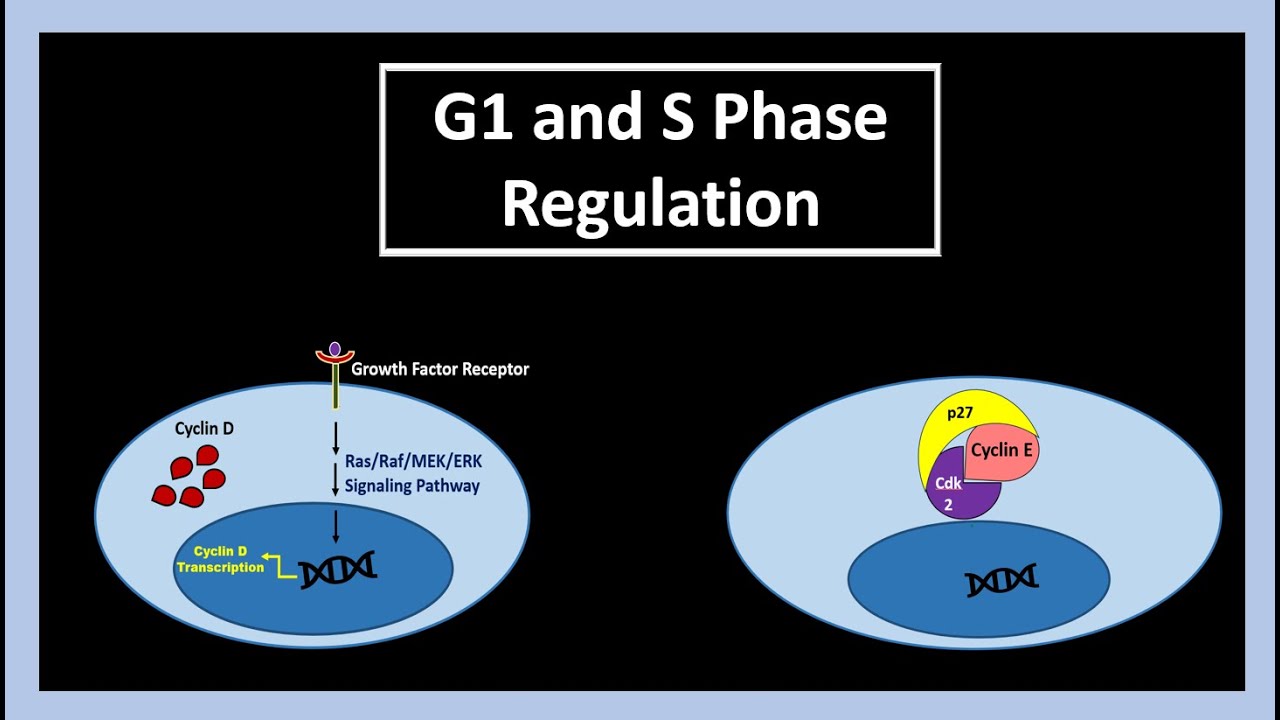 Cell Cycle | G1 and S Phase Regulation - YouTube