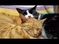 Kaķi, kuri atpūšās un guļ