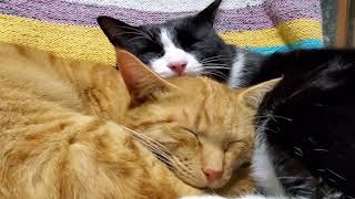 Kaķi, kuri atpūšās un guļ