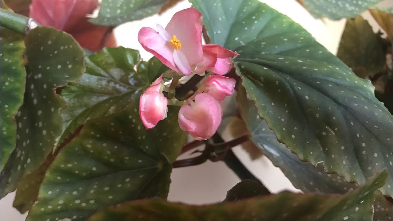 Çilli begonya bakımı nasıl olmalı