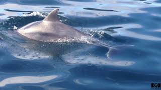 Delfines mulares en la Ría de Pontevedra.
